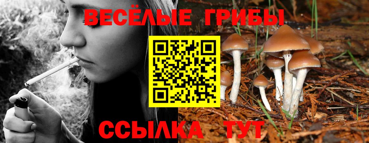 Псилоцибиновые грибы Psilocybe Кубинка